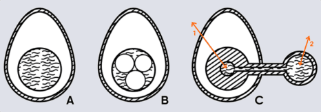 Diagram showing three stages: A) single-cell egg, B) egg with four cells, C) early embryo with cells connected to a yolk mass, labeled with arrows 1 and 2 pointing to specific structures.
